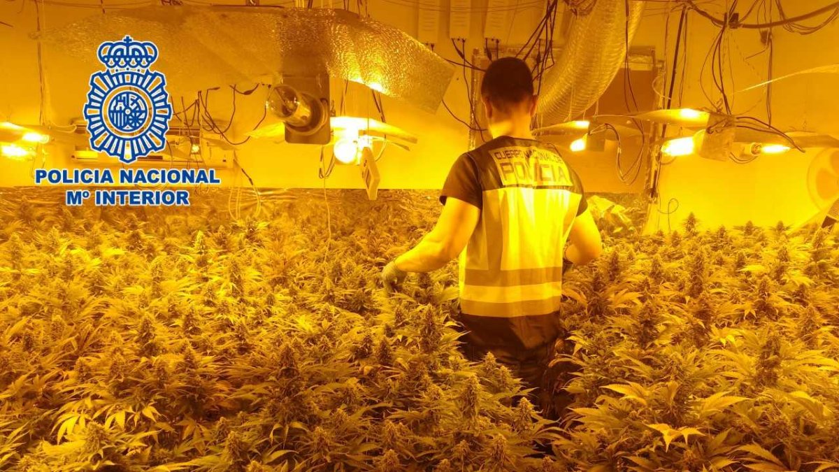 Plantación indoor de marihuana desmantelada por la Policía Nacional.