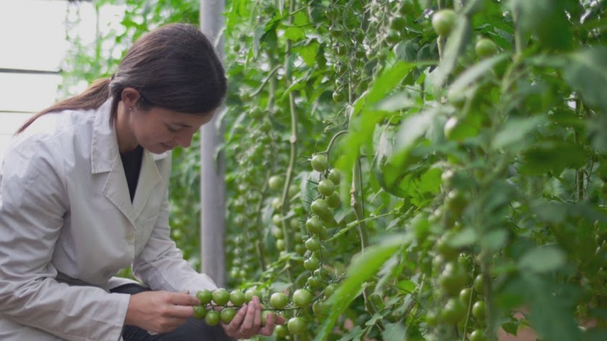 Las previsiones son que el cultivo ecológico aumente en la provincia.