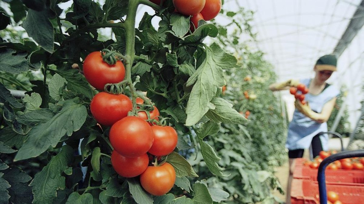 Recolección en un invernadero de tomates en una campaña anterior.