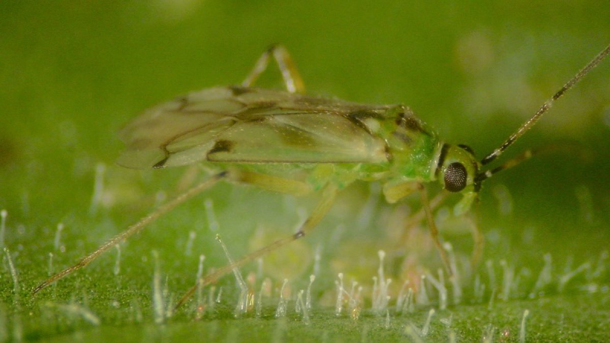 Uno de los ejemplares de \'Nesi\'.