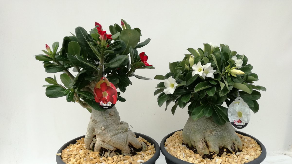 Algunas de las variedades de la ‘rosa del desierto’ (Adenium obesum) que se han podido producir en Almería.