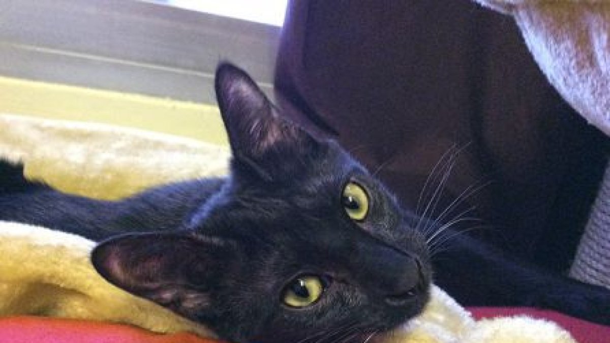 Negrito, el gato asesinado por un militar. (Foto: El Refugio)