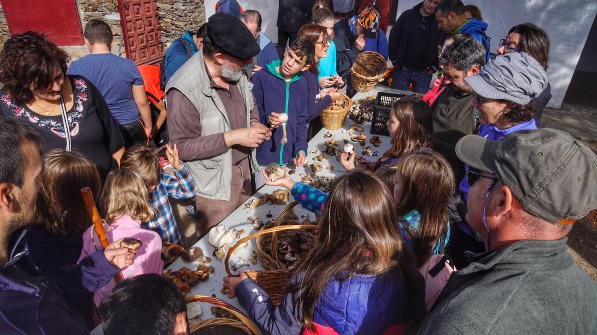 Mesa para identificar algunas de las setas recolectadas.