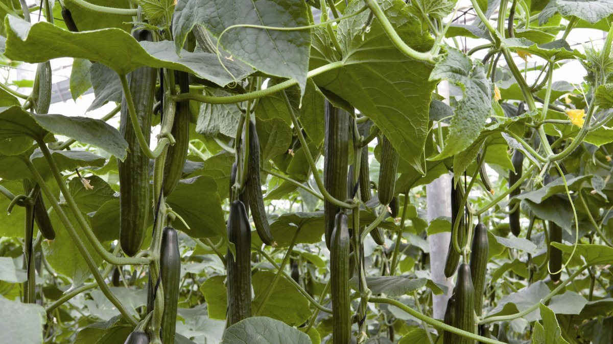 Poco calabacín en los mercados, pero con un alto precio