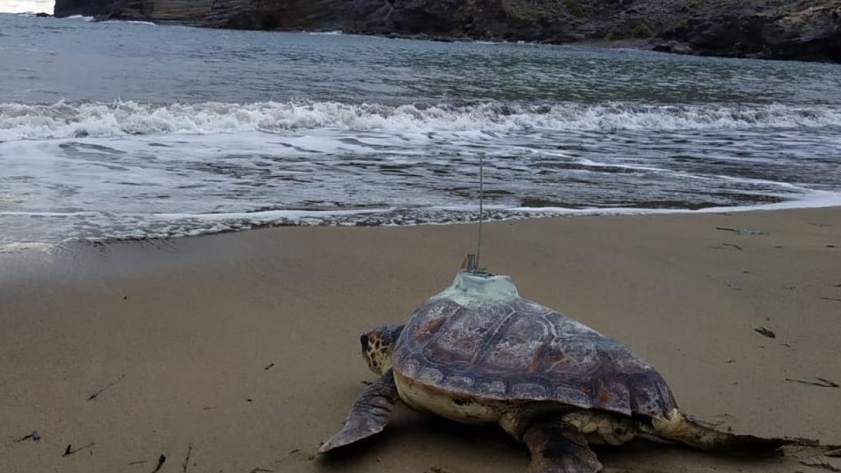 Foto de Equinac de Kika con un transmisor fijado en su caparazón.