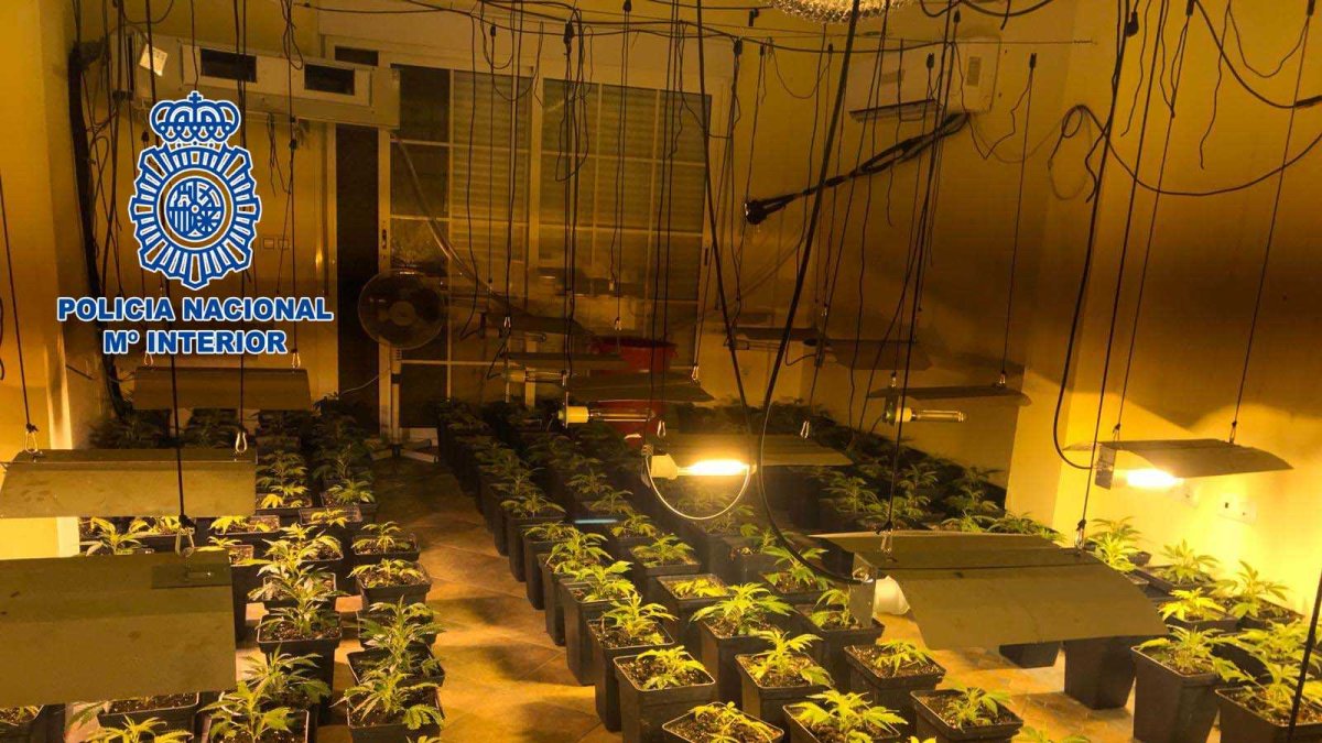 Plantación de marihuana desmantelada.