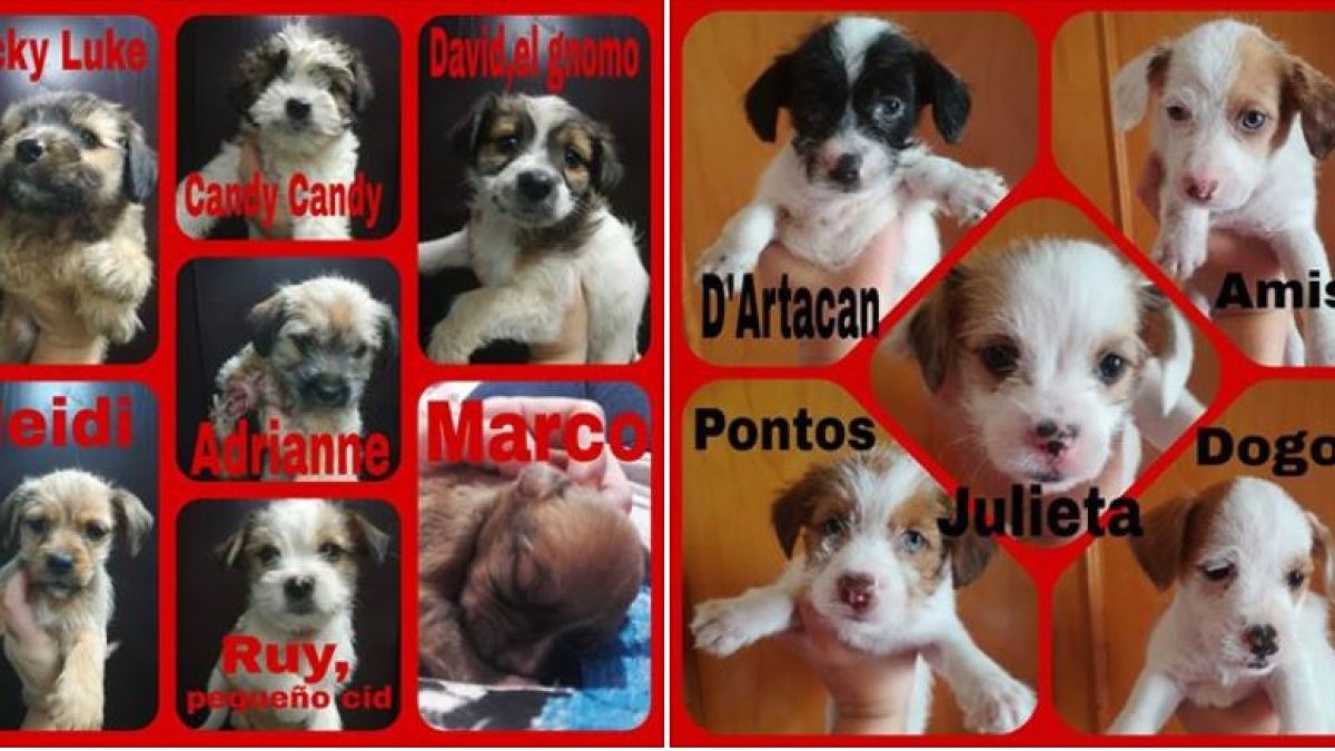 Los doce cachorros abandonados en la puerta de La Huella Roja.