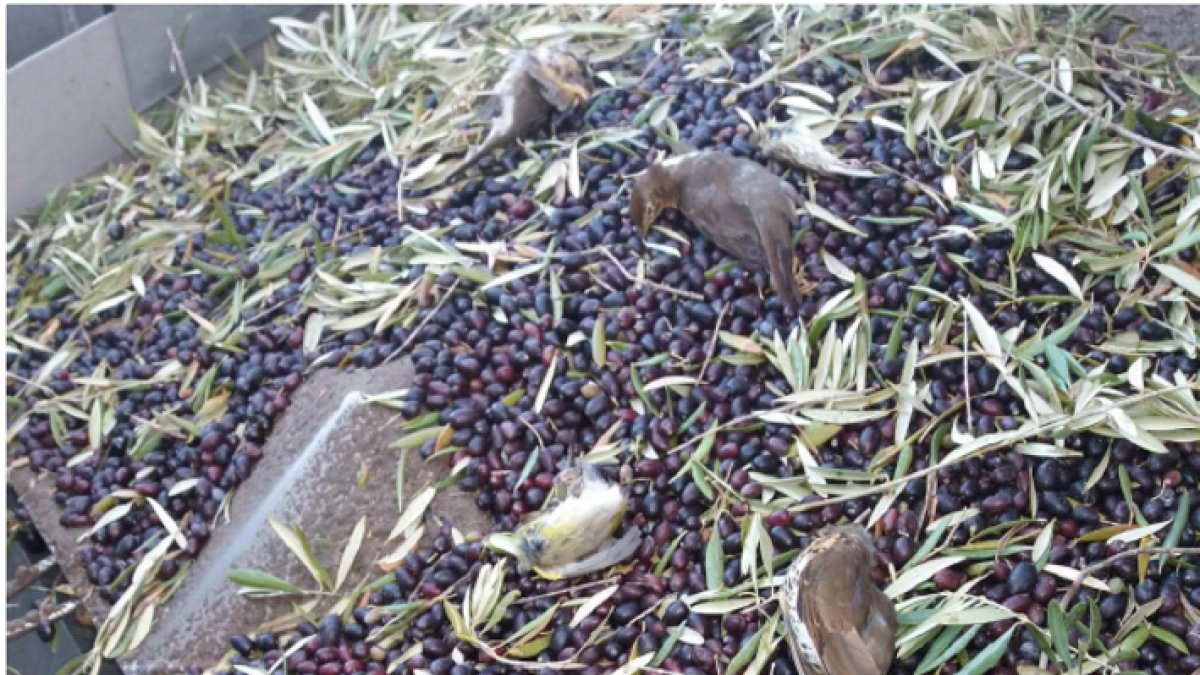 Numerosas aves quedan atrapadas por las máquinas durante la noche en recolecciones nocturnas en superintensivo.