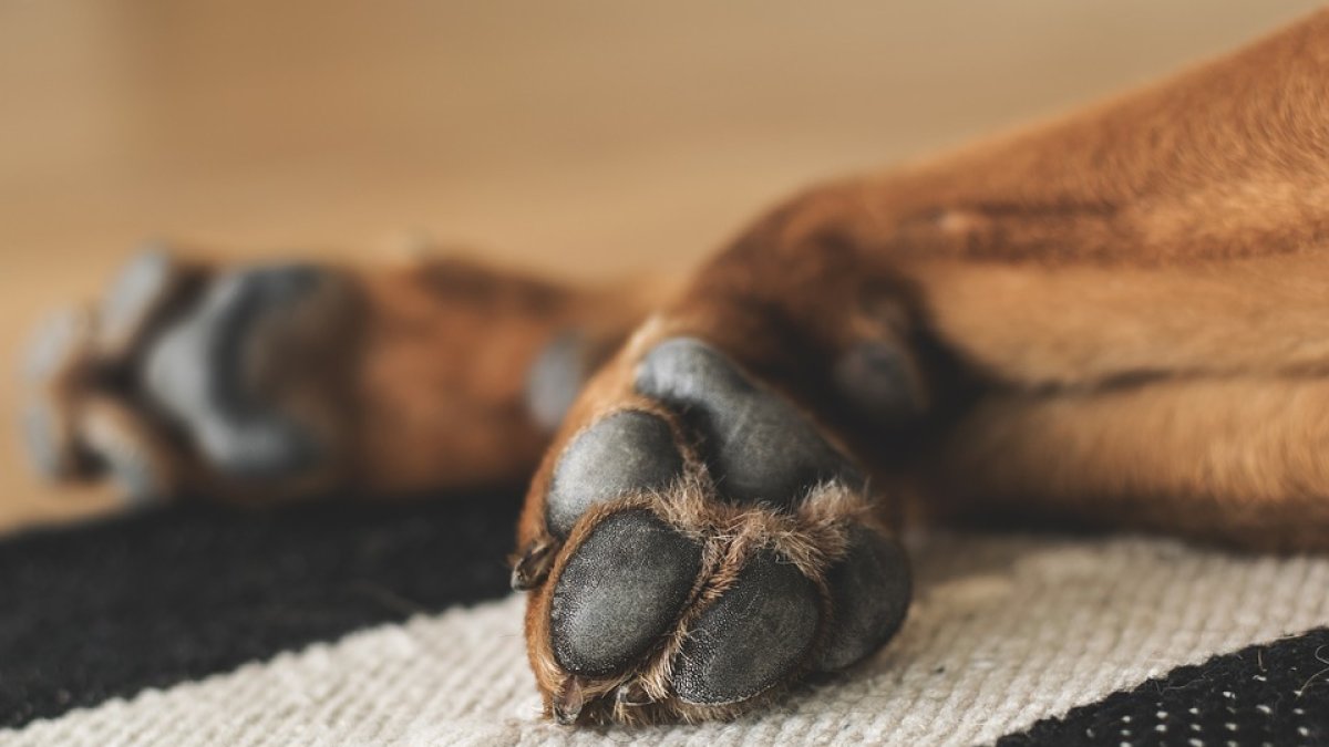 La asociación Animales en Apuros Almería alertó de la situación del animal.