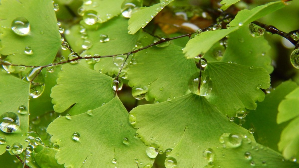 Detalle de las hojas de una planta de culantrillo.
