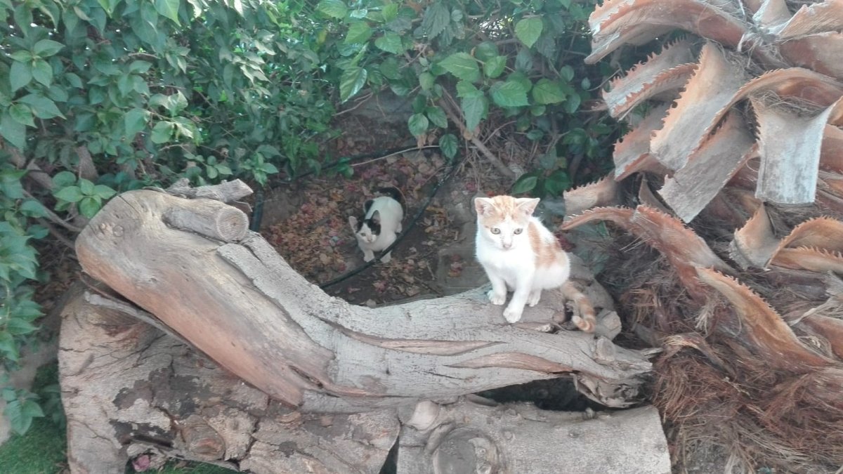 Rubio tiene un año y busca una segunda oportunidad.