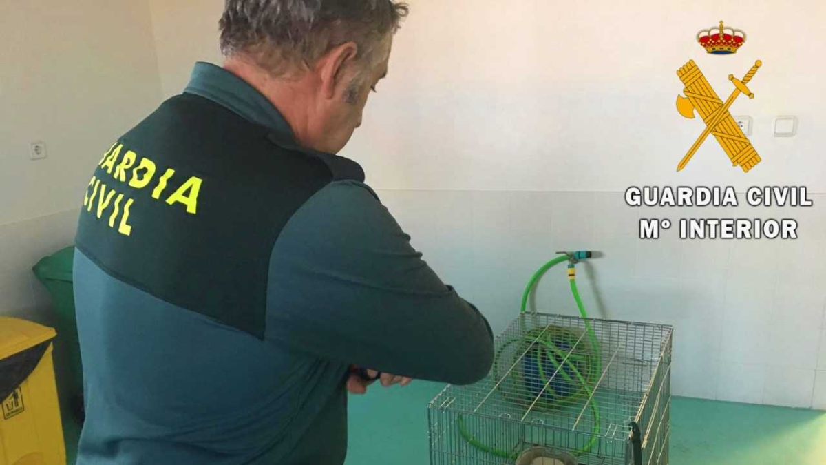 El macaco incautado, en una jaula
