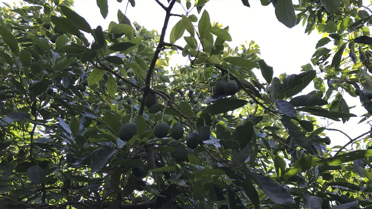 Un cultivo de aguacate.