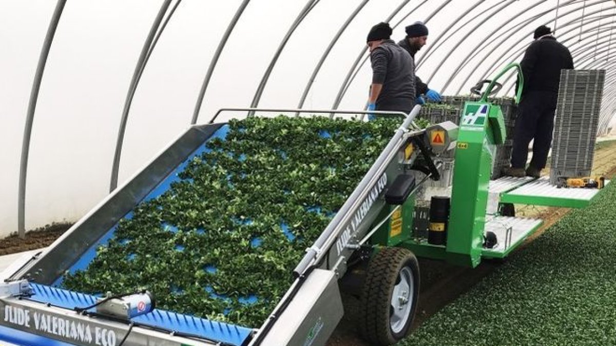 Máquina eléctrica de cosecha integral de canónigos.