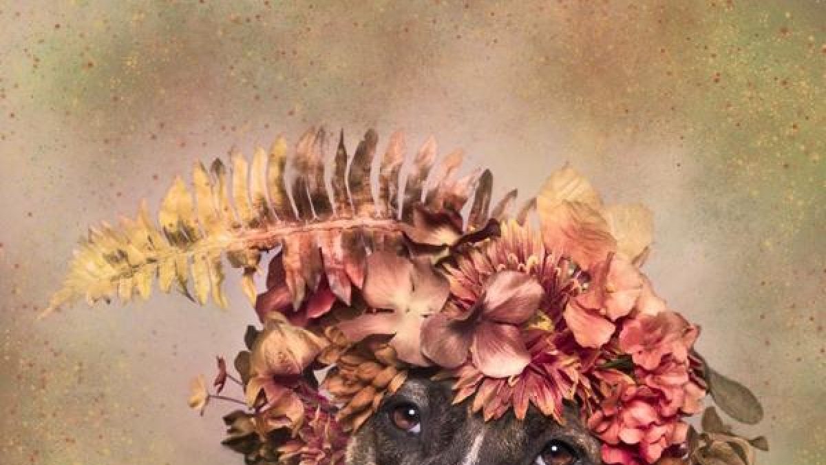 Fotografía del proyecto #PitBullFlowerPower de Sophie Gamand.