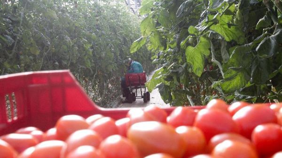 Almería es la primera productora de tomate de Europa.