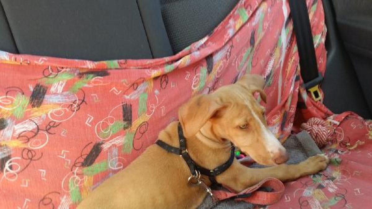 Antares ya tiene un hogar.