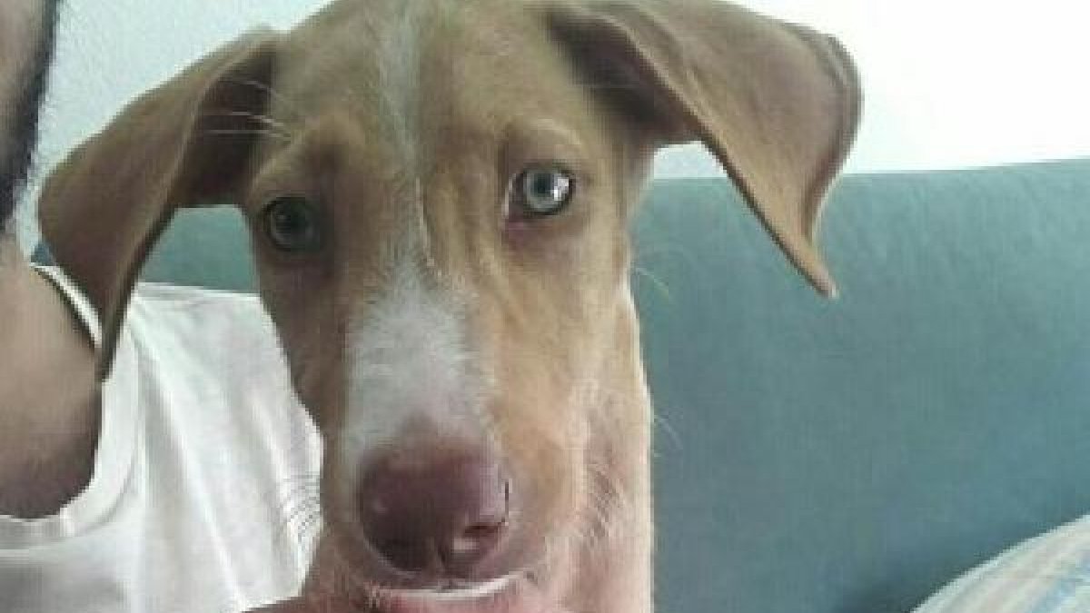 Cartel que han realizado Cristina y su hermano para buscarle un hogar.
