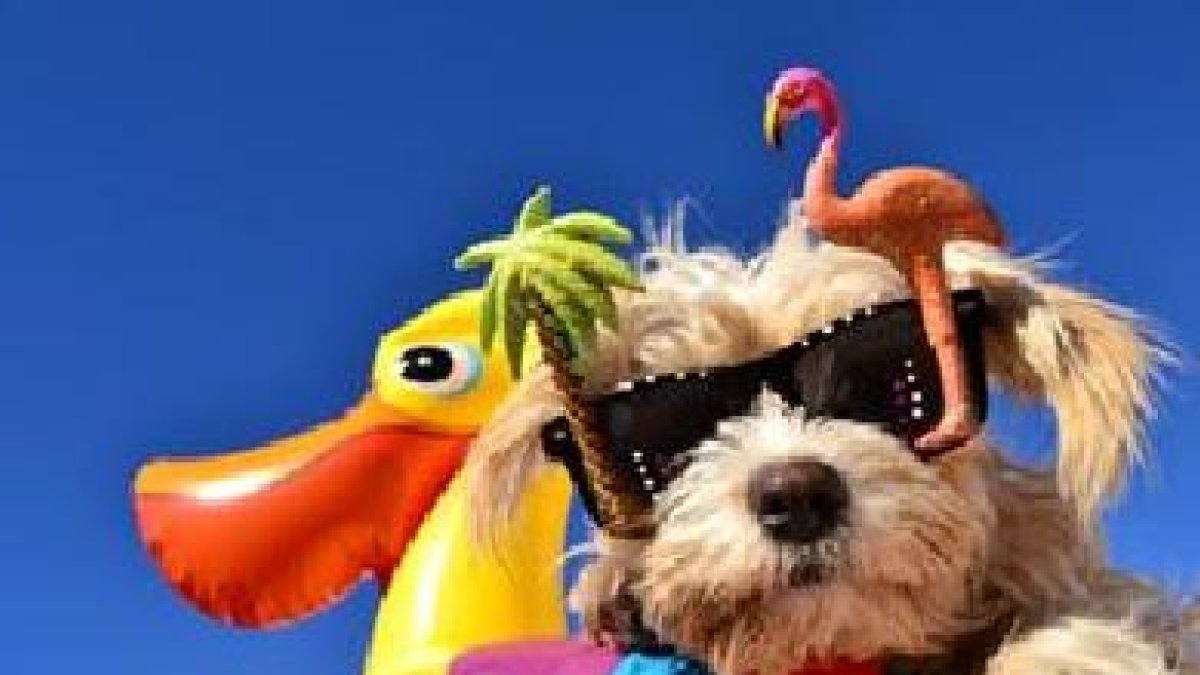 Mascotas en la playa 2015.