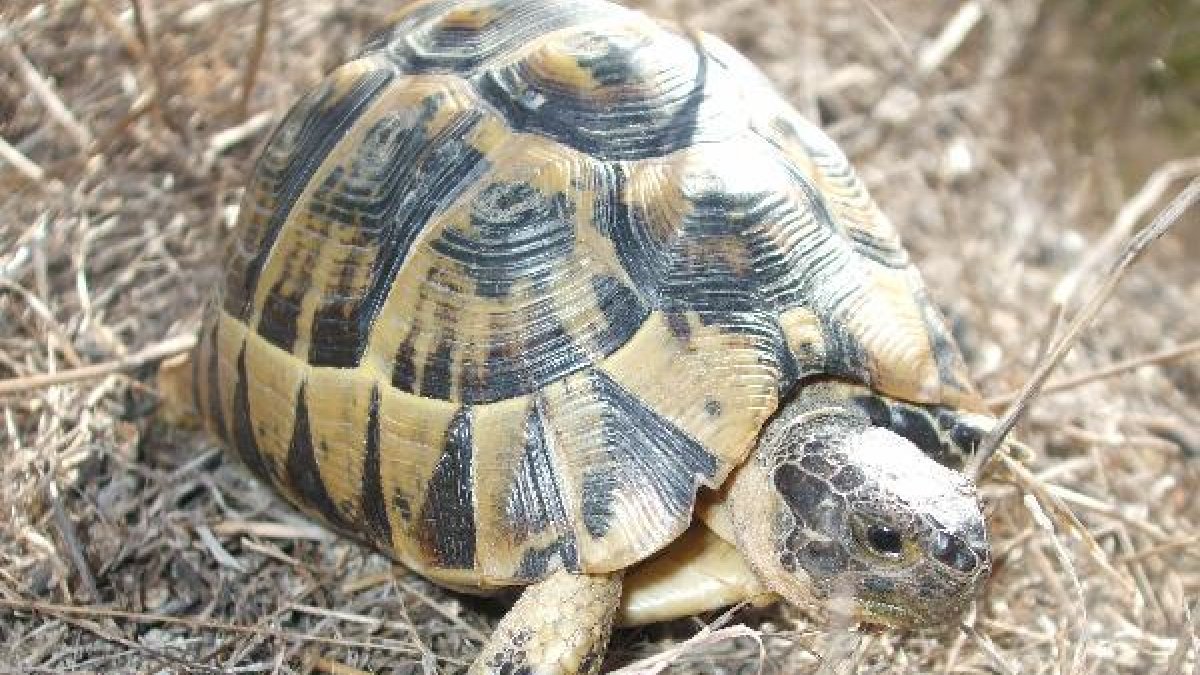 Tortuga mora en libertad.