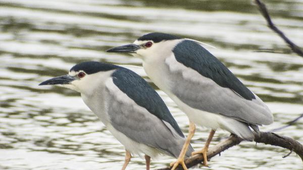 Martinetes que parecen haber emigrado al casco urbano. Foto de Rafa Fenoy.tyle>.apqj{posit