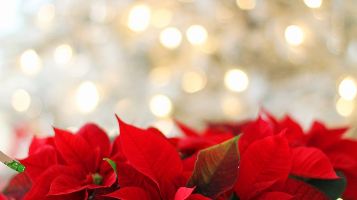 La producción de poinsettia en Almería supera los 2,3 millones.