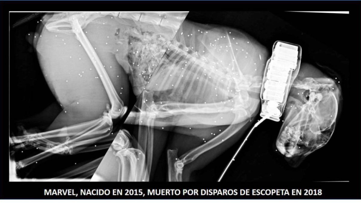 Fotografía del cadáver de Marvel en la que se pueden apreciar los perdigones / Miguel Simón