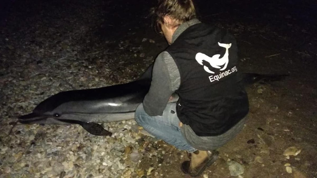 Equinac atendió el animal, pero no pudo salvarlo.