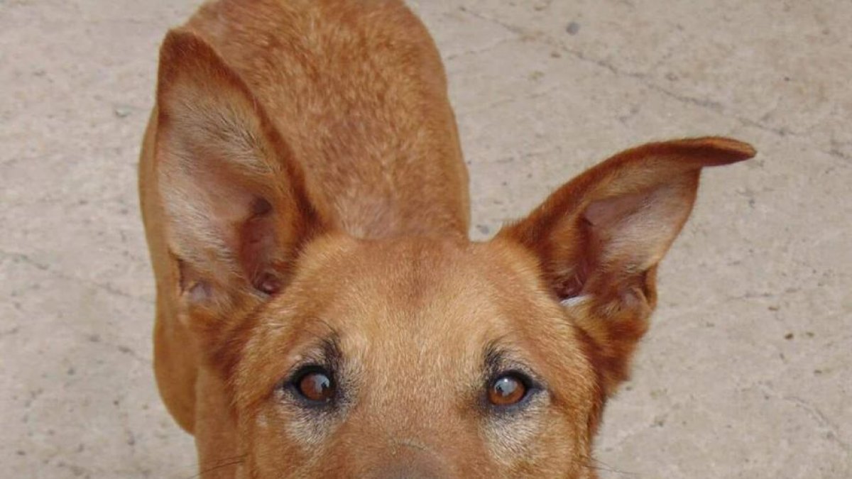 Poste, el perro refugio que \'escribe\' a los Reyes Magos.
