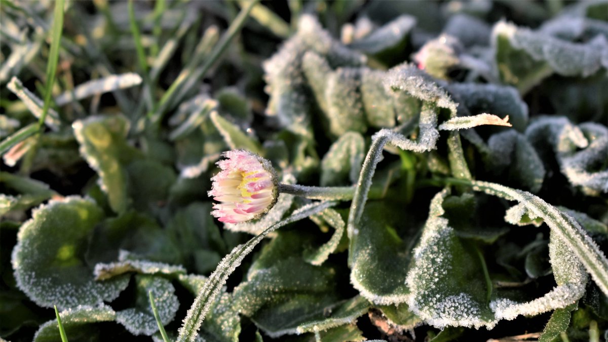 Las heladas de invierno nos dejan imágenes como ésta de archivo.