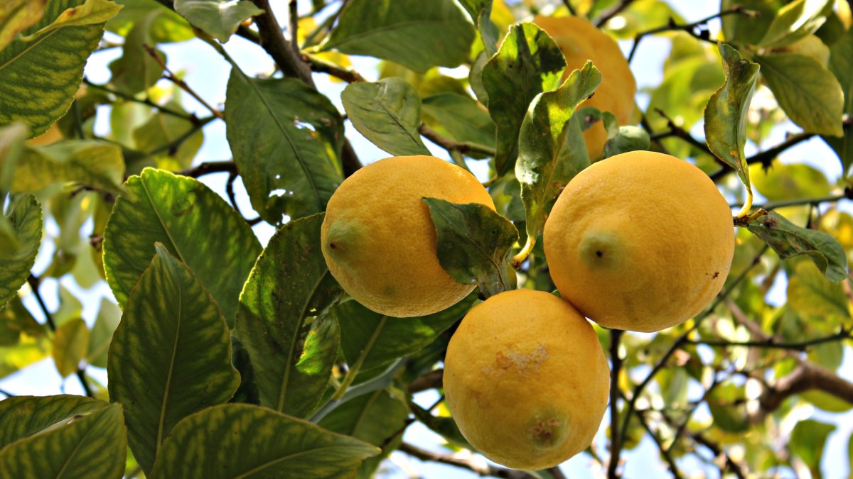 Imagen de archivo de un limonero.