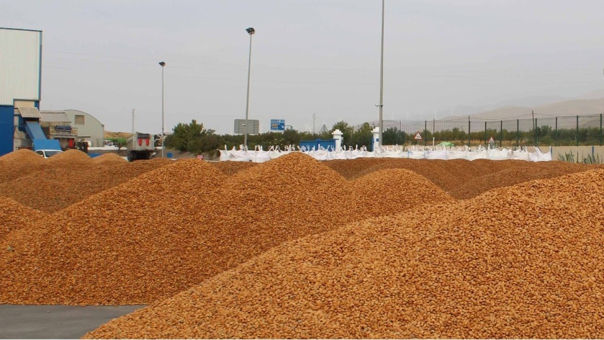 Almendras de Almería en plena actividad.