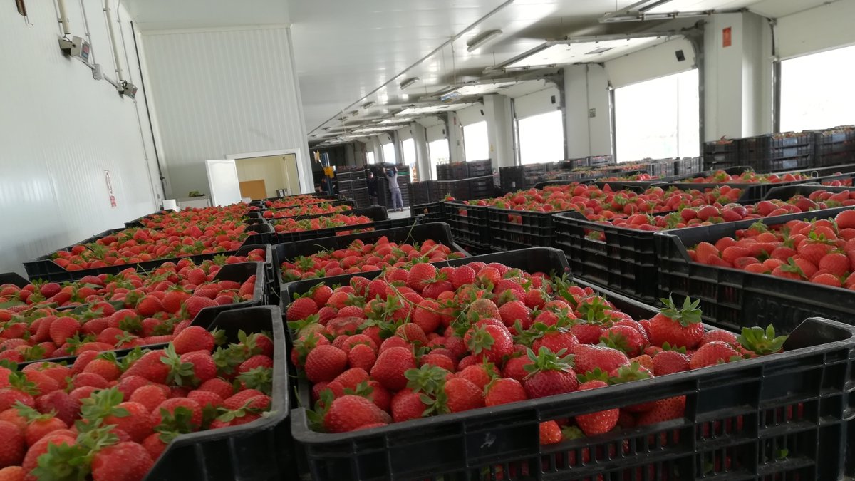 Vellsam ha llegado a un acuerdo con los siete grandes distribuidores especializados en la fresa onubense.