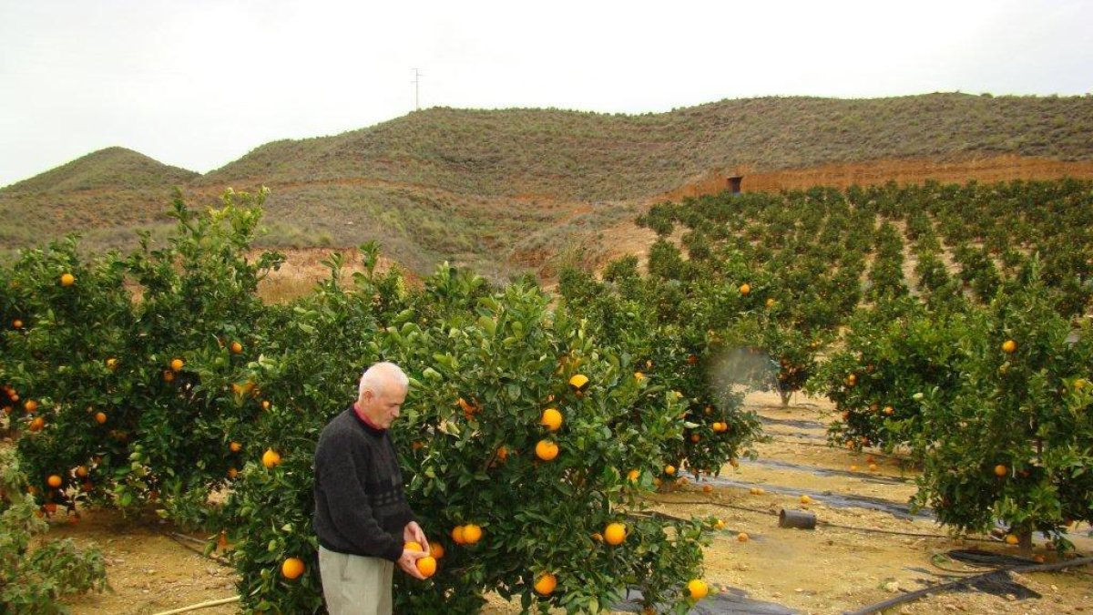 La climatología ha favorecido el incremento del aforo de naranja durante este año.