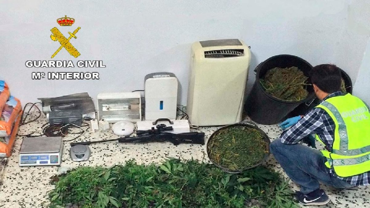 Plantas decomisadas en la operación.