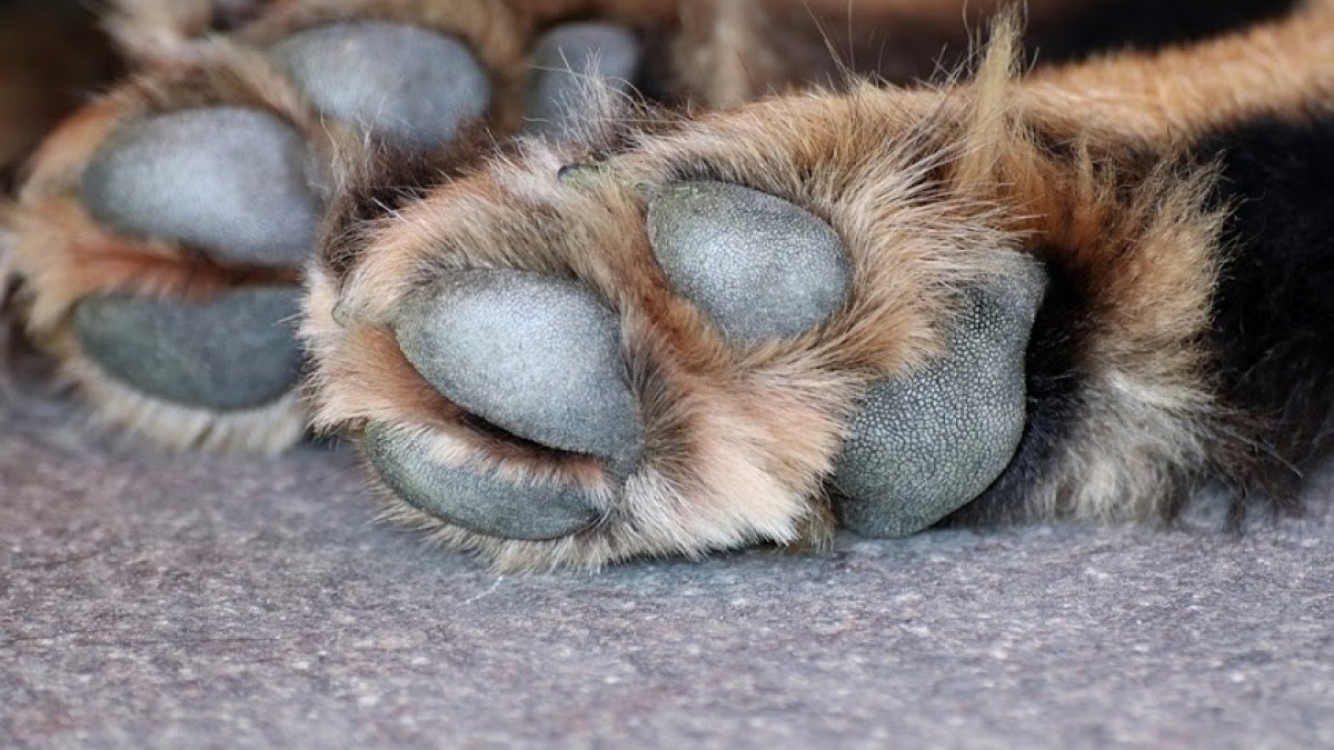 Patitas de un perro en una imagen de archivo.