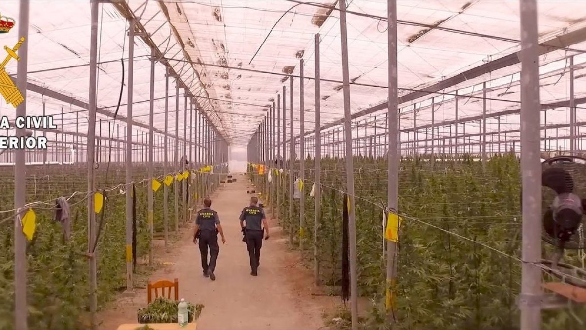Uno de los invernaderos donde se detectaron más de 40.000 plantas de cannabis,