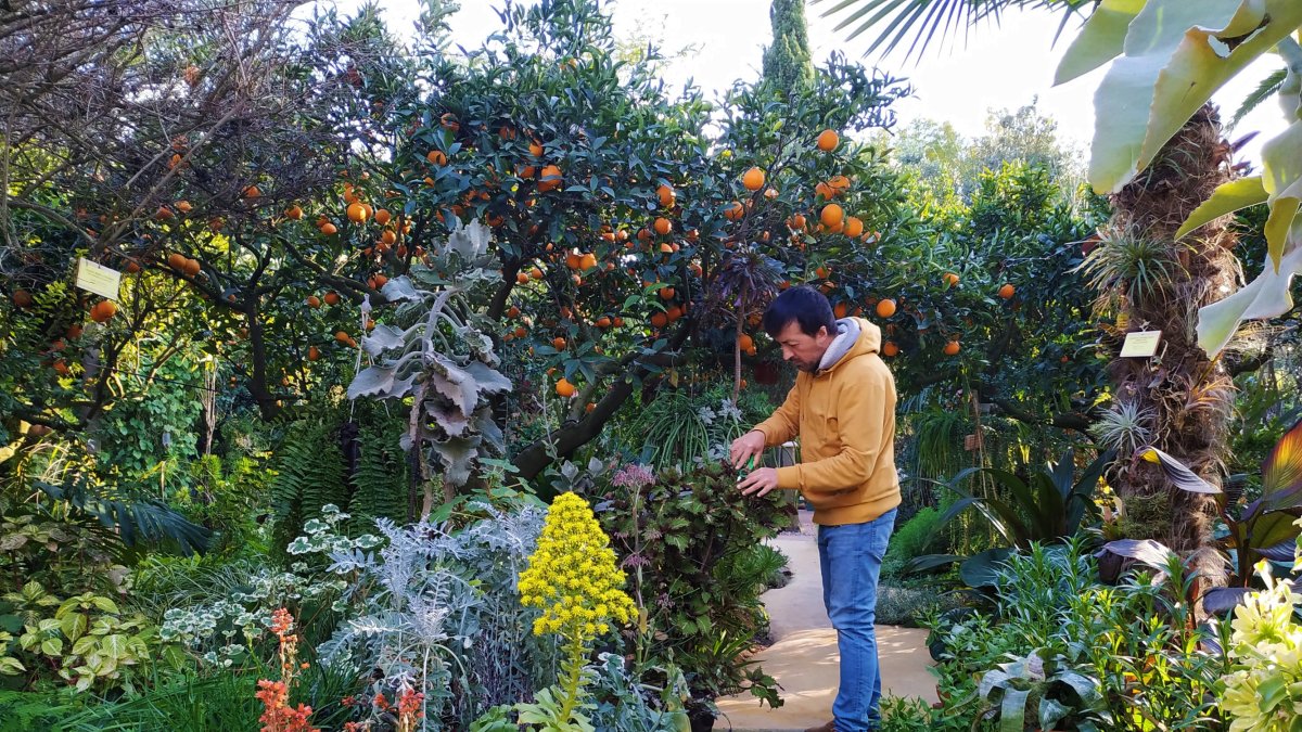 Manu Sánchez, director, durante las tareas de mantenimiento, cuidado y poda de la finca.