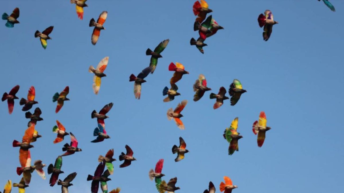 Imagen de la Federación Española de Colombicultura.