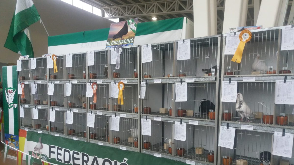 Palomas en un torno organizado por la Federación Andaluza de Colombicultura. FOTO: FAC