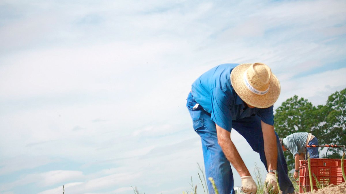 El cultivo del espárrago llega a Pujaire (Almería).