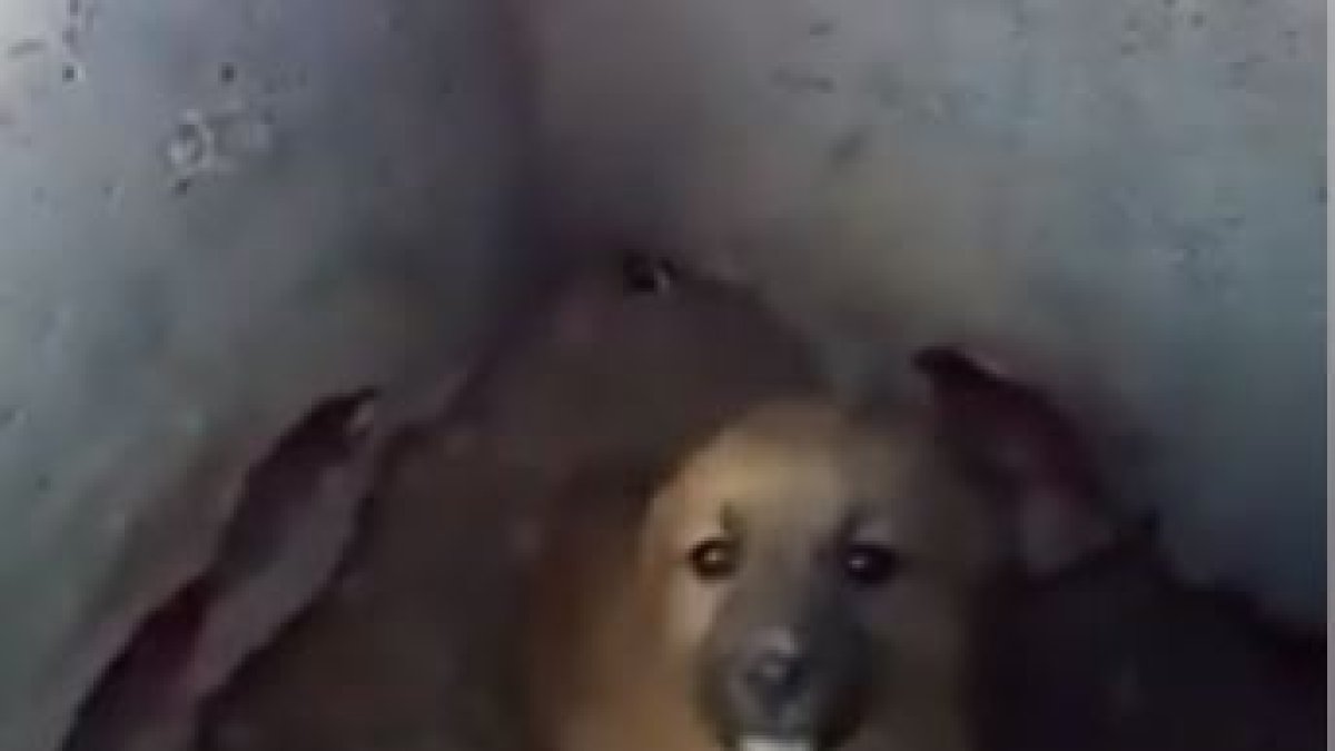 Uno de los perros dentro de un pozo.