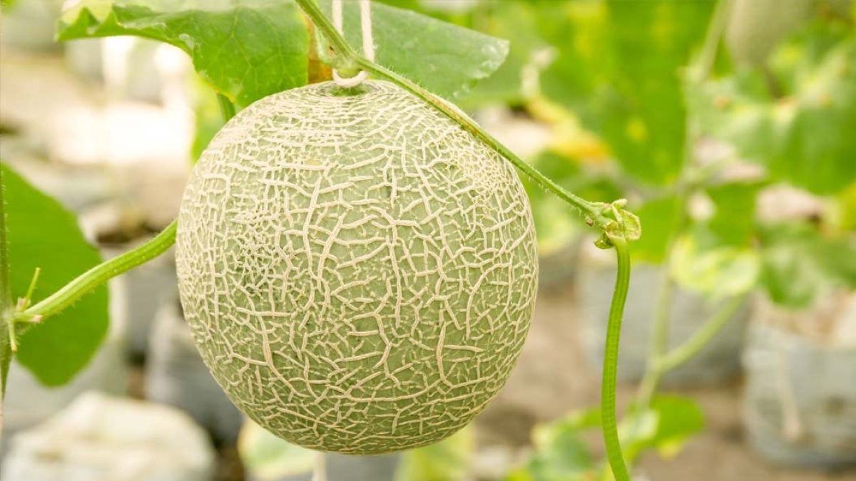 Injerto de melón de Cristalplant.