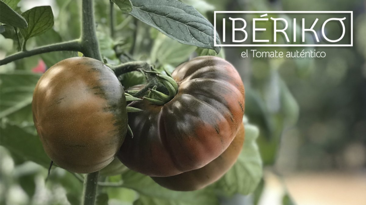 Tomate Ibériko.