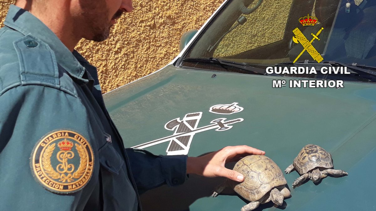 Las dos tortugas sobre el coche policial.