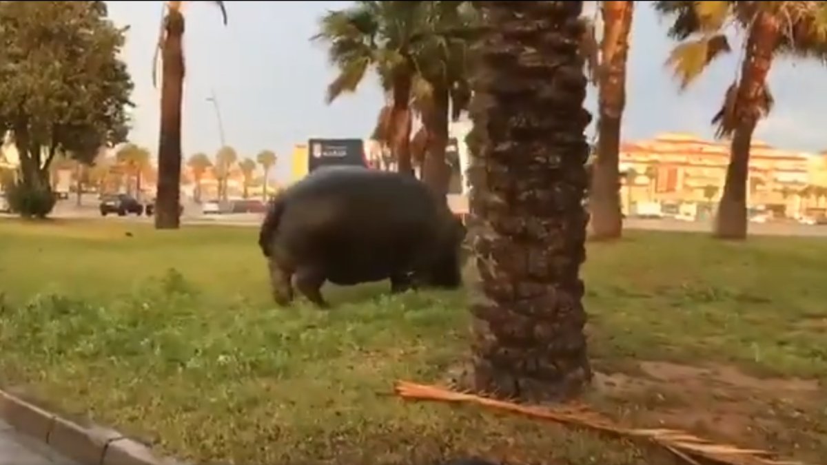 Captura de uno de los vídeos que circulan por redes sociales.