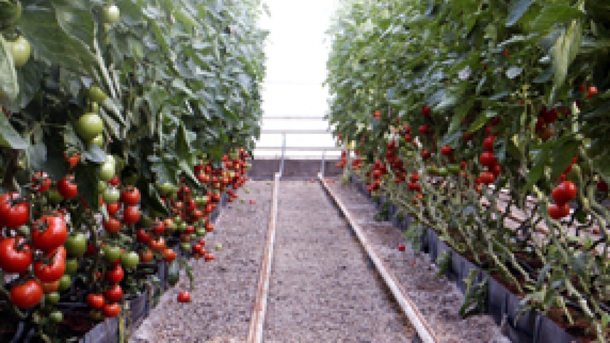 Finca experimental UAL-ANECOOP