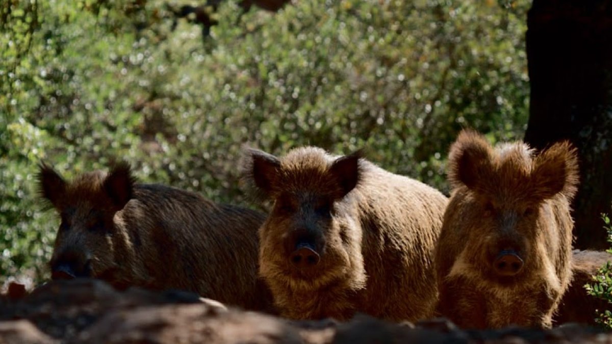 Caza de jabalíes fuera de la orden de veda por riesgo sanitario.