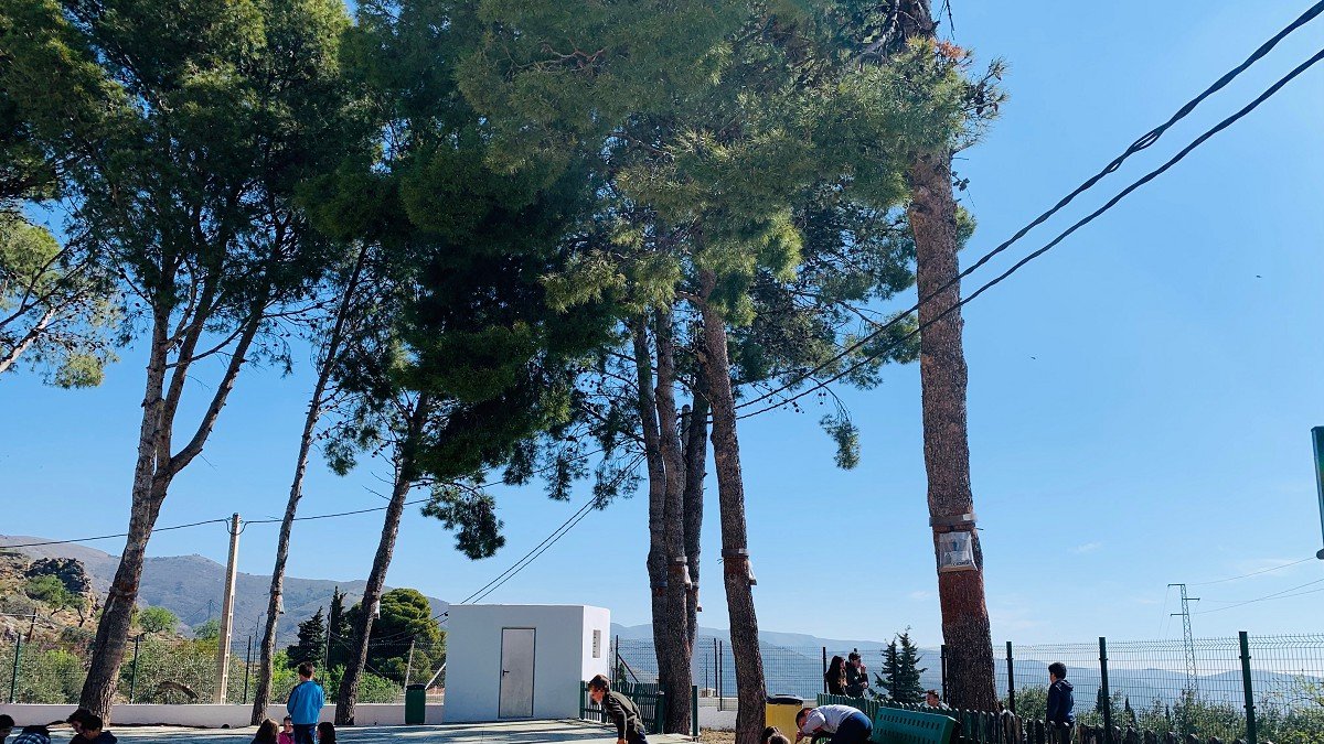Alumnos del CEIP San Roque bajo los pinos. Alrededor de ellos el tendido eléctrico.