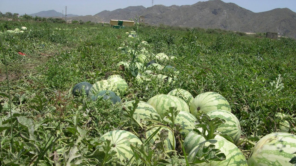 Las primeras sandías almerienses ya están en el mercado